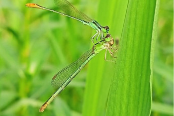 Damselflies and ectoparasitism