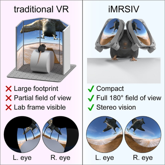 Visual abtract of the 2023 Pinke et al., study contrasting traditional mice VR using projector versus iMRSV