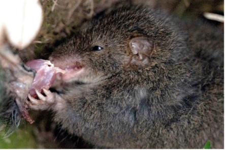 A mainland dusky antechinus during the mating period, with fur loss visible on the shoulder, eating another antechinus.