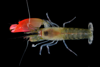 Snapping Shrimp: The Not So Silent Assassins of The Sea