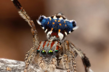 Not-so-spooky spider science