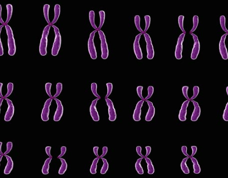 Body 03 Chromosomes
