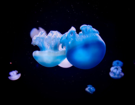Earth 42 Jellyfish
